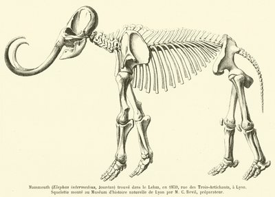 Mammoth (Elephas intermedius, Jourdan) Found in the Loess, in 1859, Rue des Trois-Artichauts, Lyon by French School